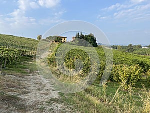 Vineyard in Piemonte Italy