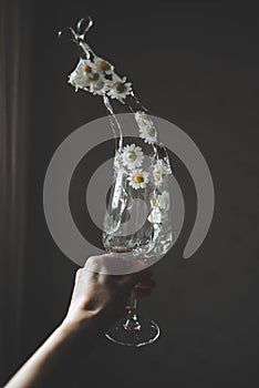 Wineglass with chamomiles flowers and water splashes in hand. Minimal style.