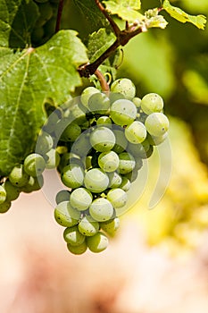 Winegrape in germany