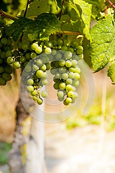 Winegrape in germany