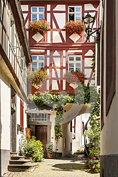 Winegrape in germany