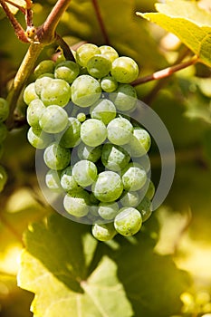 Winegrape in germany