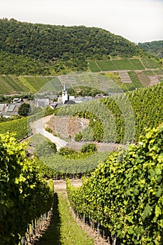 Winegrape in germany