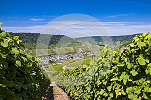 Winegrape in germany