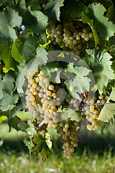 Winegrapes