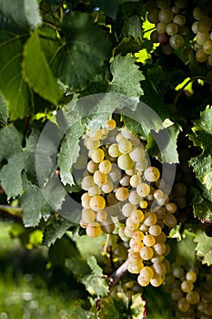 Winegrapes