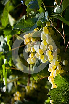 Winegrapes