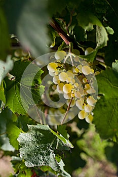 Winegrapes