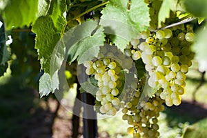 Winegrapes
