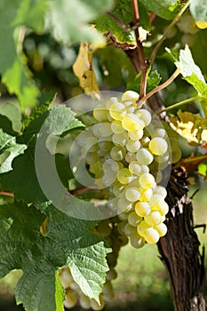 Winegrapes