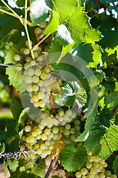 Winegrapes