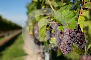 Winegrapes