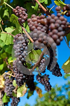 Winegrapes