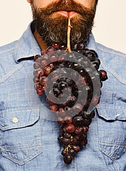 Winegrower holds cluster of grapes in mouth. Winemaking and autumn
