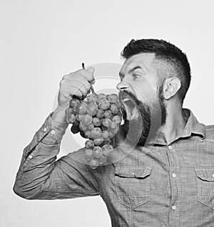 Winegrower with hungry face holds cluster of grapes