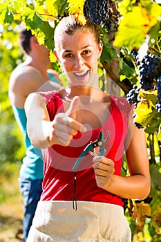 Winegrower picking grapes at harvest time
