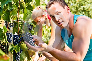 Winegrower picking grapes at harvest time