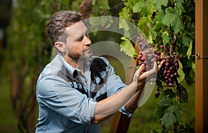 winegrower with ripe grapevine checking harvest, organic