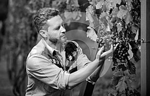 winegrower with ripe grapevine checking harvest, organic