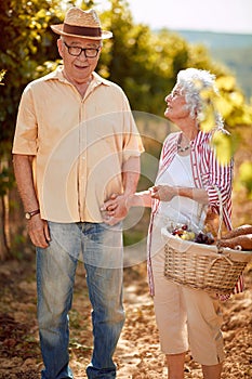 Winegrower senior couple harvesting grapes in vineyard to make wine