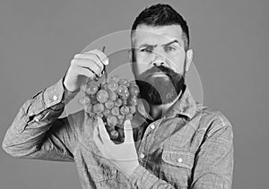 Winegrower with serious face holds cluster of grapes.