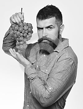 Winegrower with serious face holds cluster of grapes.