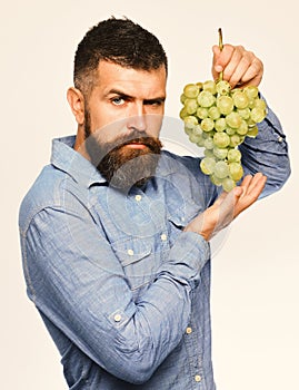 Winegrower with serious face holds cluster of grapes.