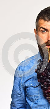 Winegrower showing half of his face holds cluster of grapes.