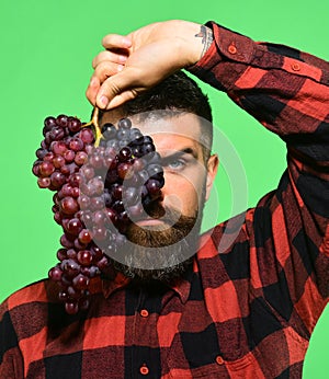 Winegrower with strict face hides behind cluster of grapes.