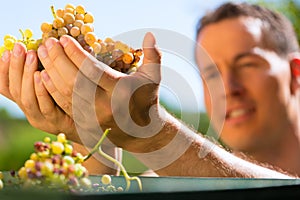 Winegrower working with grape