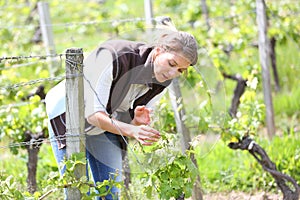 Winegrower working in vineyards