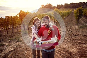 .Winegrower young couple harvesting grapes in vineyard to make wine