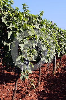 Winegrowing