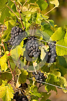 Winegrowing