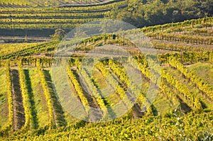 Winegrowing in Friuli Italy