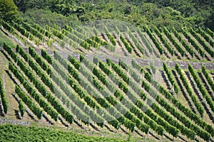 Winegrowing on the mosel in germany vintner profession