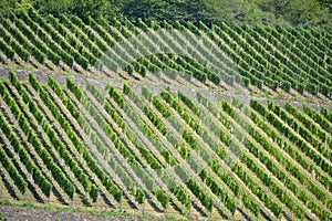 Winegrowing on the mosel in germany vintner profession