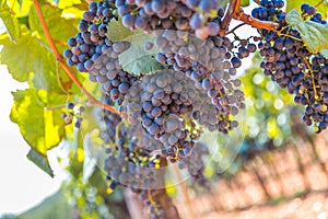 Winegrowing in summer: ripe vine grapes on a farm