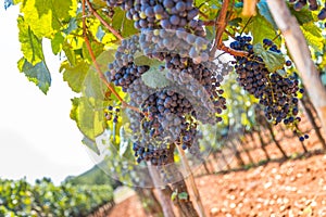 Winegrowing in summer: ripe vine grapes on a farm