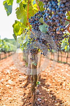 Winegrowing in summer: ripe vine grapes on a farm
