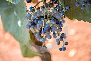 Winegrowing in summer: ripe vine grapes on a farm