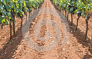 Winegrowing in summer: ripe vine grapes on a farm