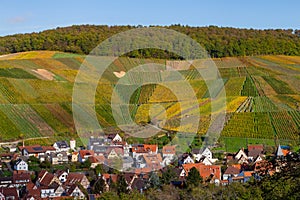 winegrowing - vinyards in autumn