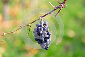 winegrowing - vinyards in autumn