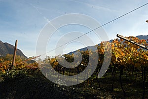 Winegrowing and viticulture in south tyrol