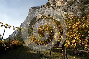 Winegrowing and viticulture in south tyrol