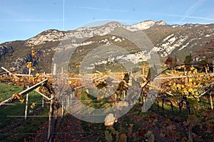 Winegrowing and viticulture in south tyrol