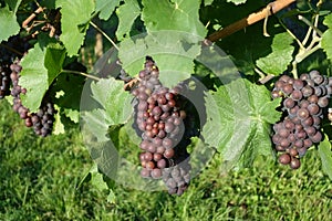 Winegrowing / wine background