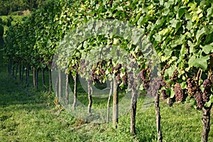 Winegrowing / wine background