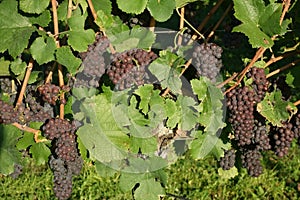 Winegrowing / wine background